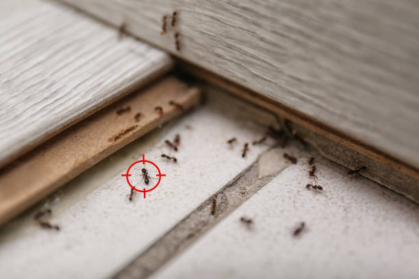 Best Best Pest Control Companies  in Spring Lake, MI